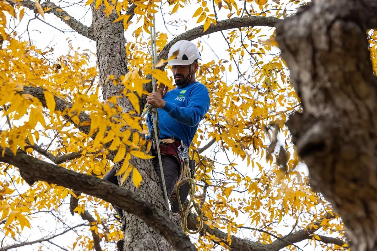 Skilled Tree Trimming crew working in Crystal City